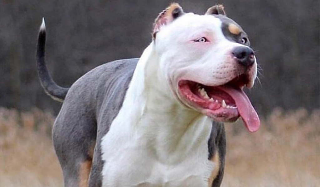 How Much Do You Need To Own American Bully? - Dogmal