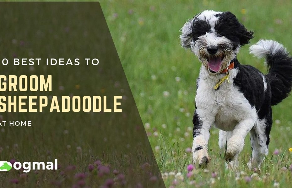 how to groom a sheepadoodle