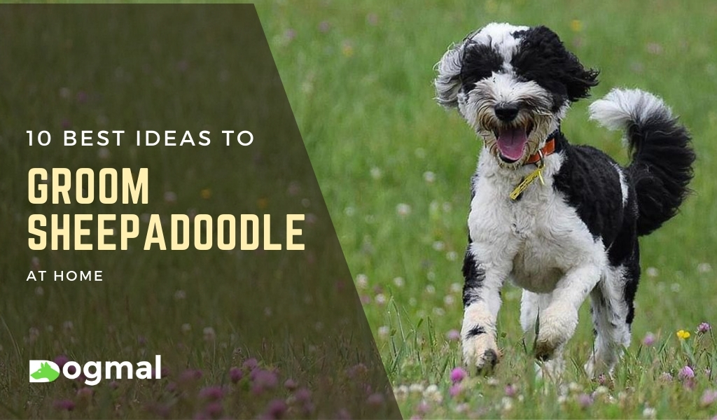 best brush for sheepadoodle