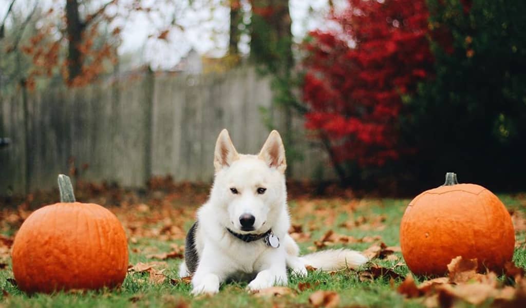 husky lab mix