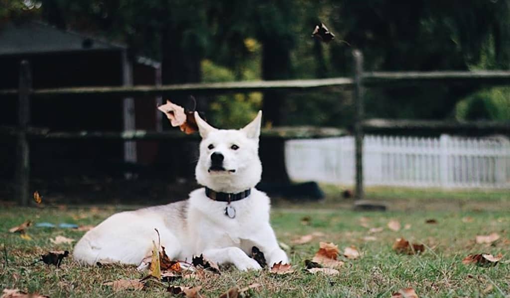 husky labrador