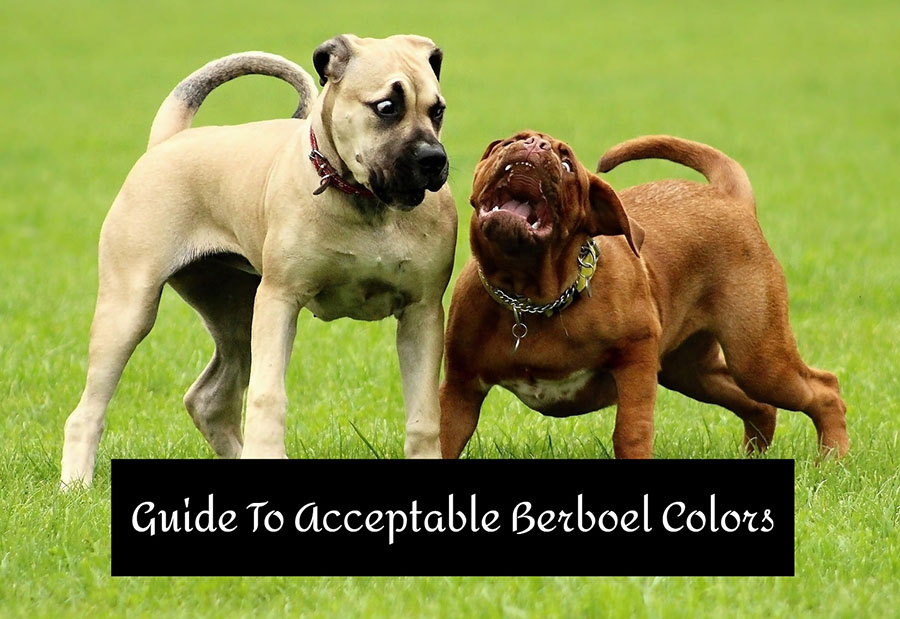 Berboel-dog-breed