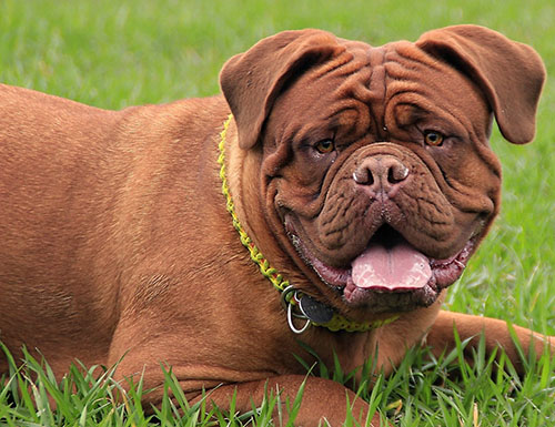 Brown-Boerboel