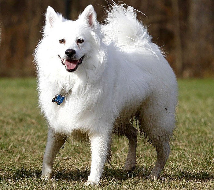 a dog which looks like american eskimo but bigger