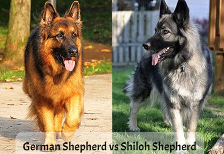 German-Shepherd-vs-Shiloh-Shepherd