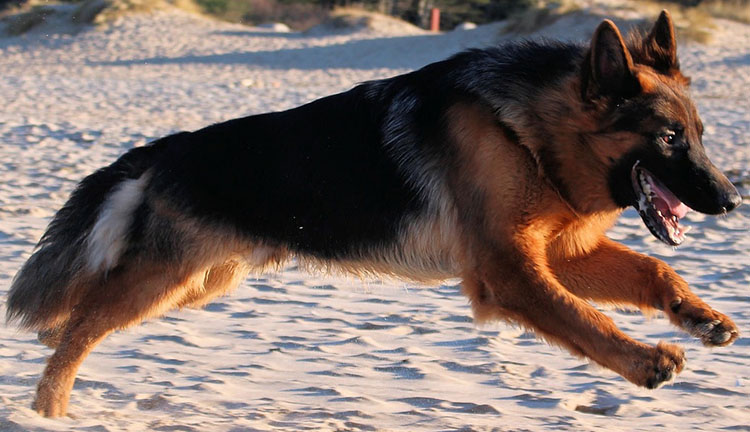 German-shepherd-training