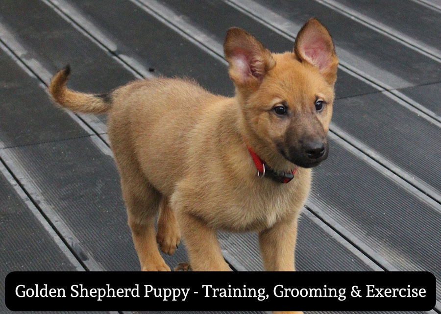Golden Shepherd Puppy Training Grooming Exercise Golden Shepherd Puppy Training Grooming Exercise