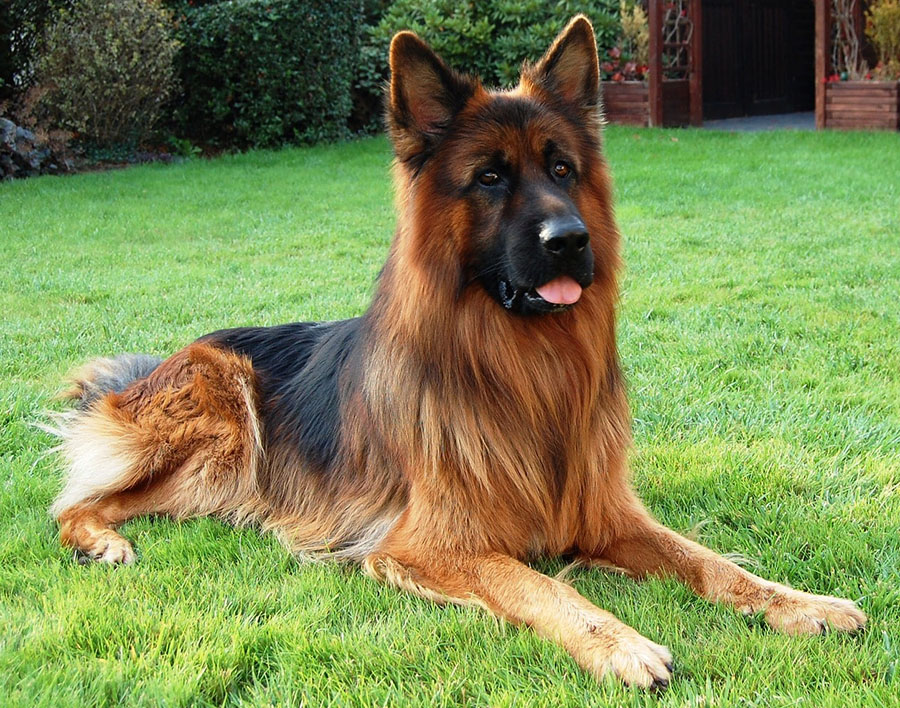 Long Haired German Shepherd - Training Guide Long Haired German Shepherd - Training Guide