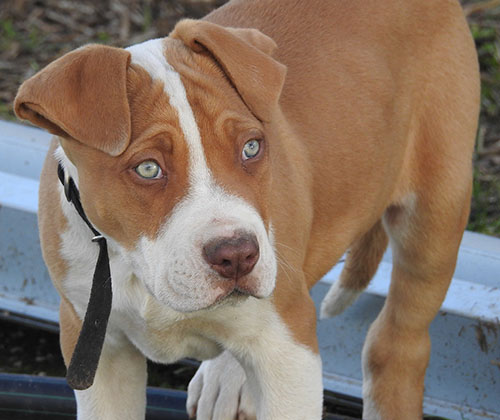 Piebald-Boerboel