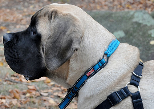 White-Boerboel