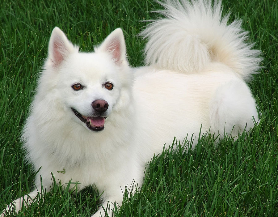 American Eskimo: A one-Stop Guide to this Friendly, Versatile Dog