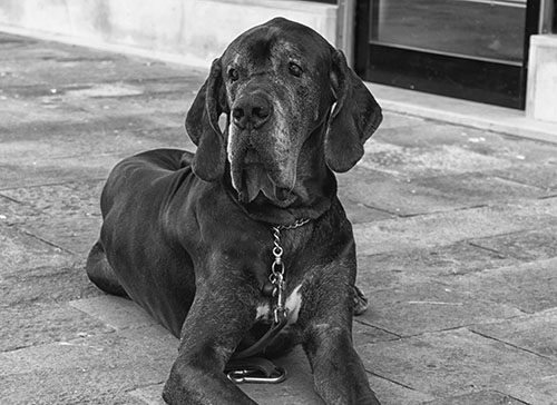 Black-Boerboel