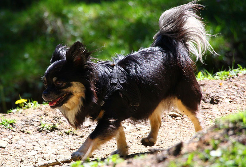 chihuahua-need-exercise