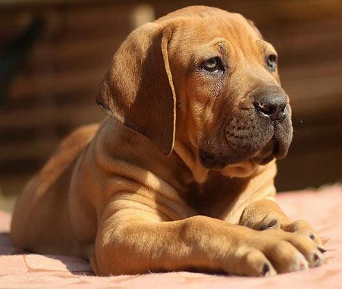 cream-boerboel