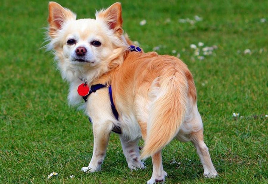 long-haired-chihuahua-dog