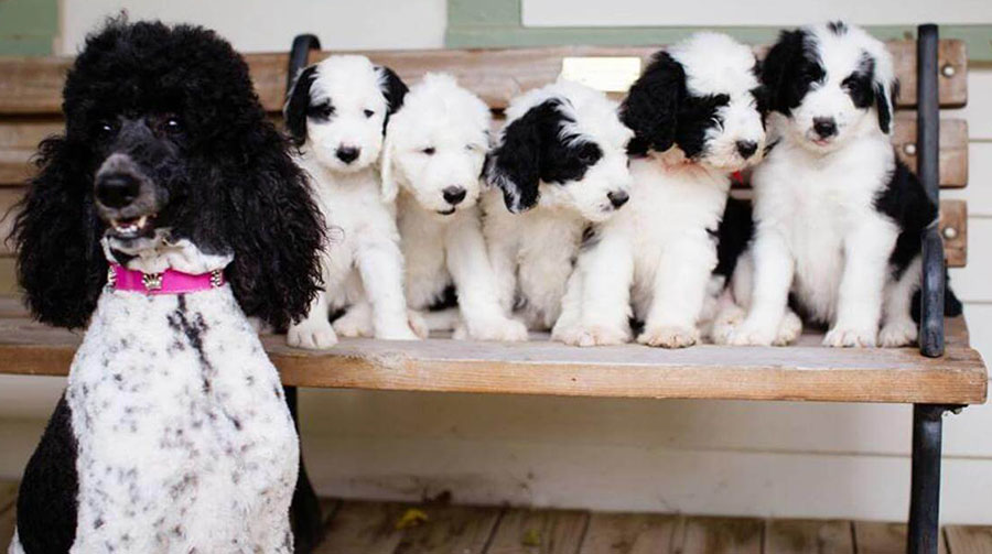 Our Giant Sheepadoodle: The Good, Bad & The Smelly - Chrissy Marie Blog