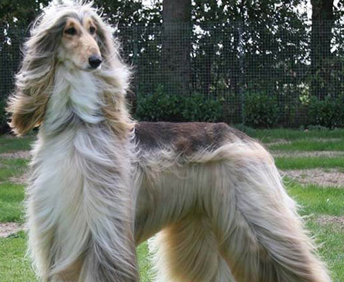 Top 10 Long Haired Blonde Dog Breeds Top 10 Long Haired Blonde Dog Breeds