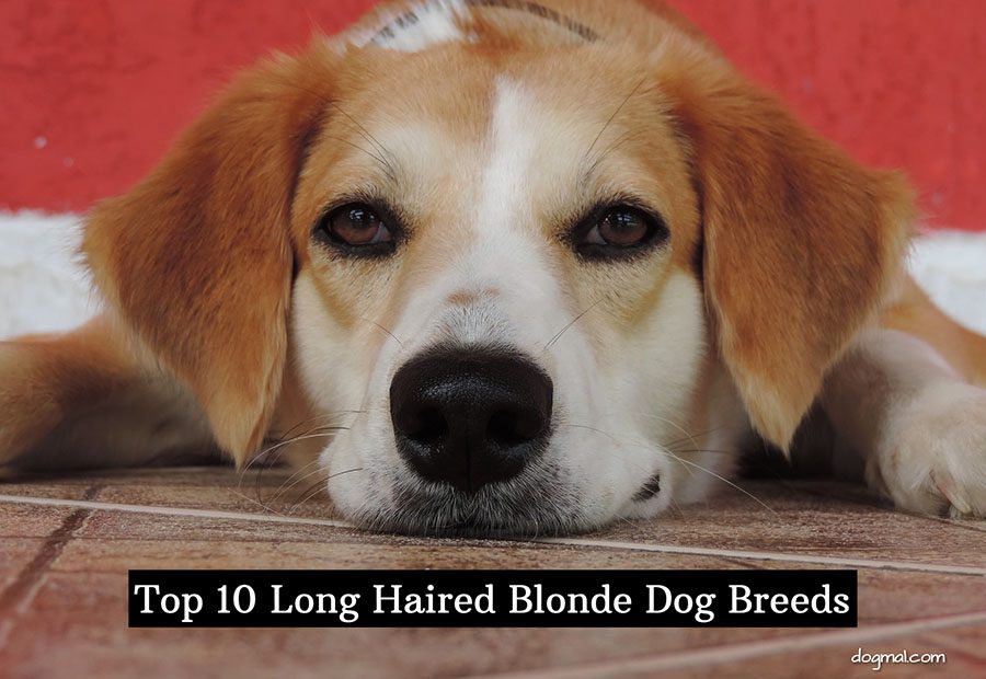 Top 10 Long Haired Blonde Dog Breeds Top 10 Long Haired Blonde Dog Breeds