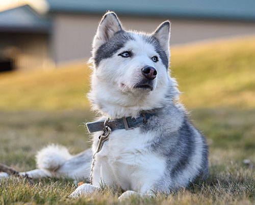Canadian-Eskimo-Dog