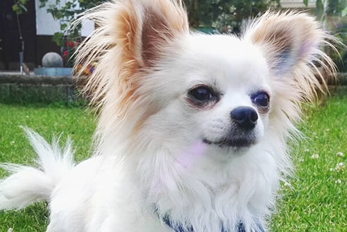 Long-haired-chihuahua