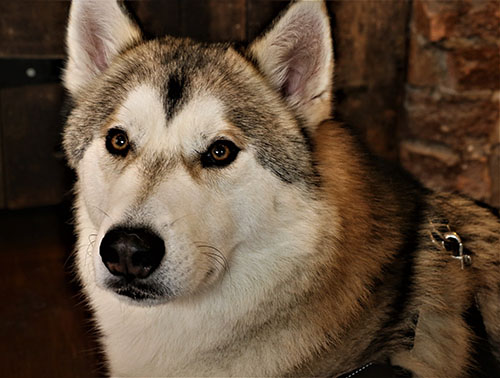 Tamaskan