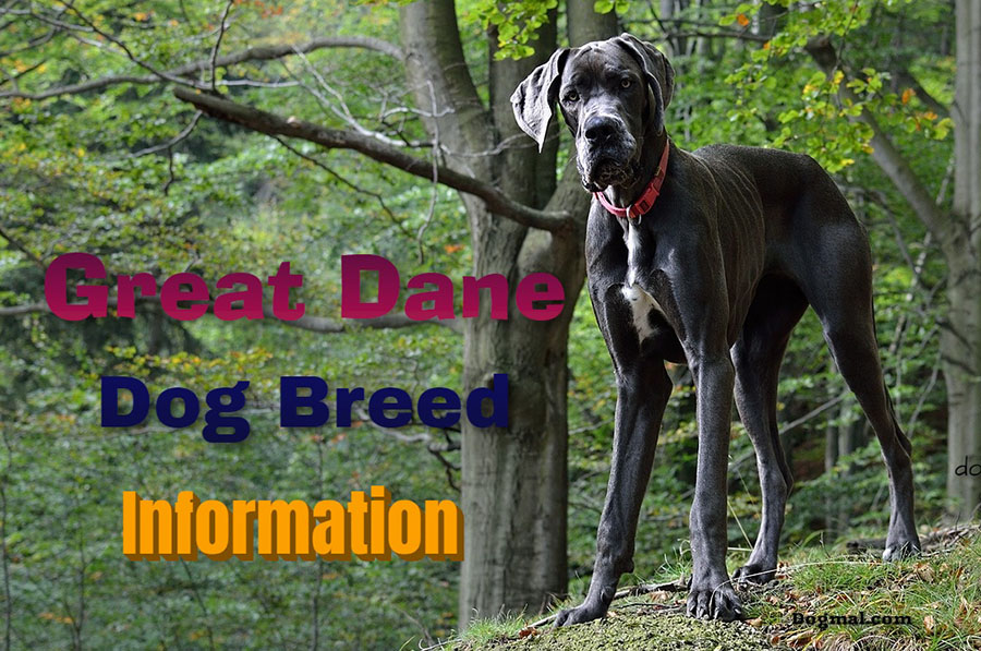 great-dane-dog-breed