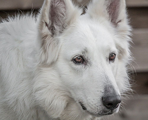 white-german-shepherd-care