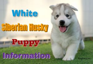 white-siberian-husky