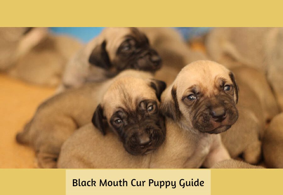 Black-Mouth-Cur-Puppy