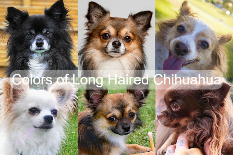 Different Colors of Long Haired Chihuahua