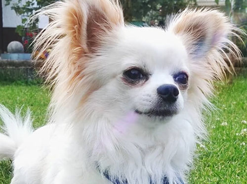 Long-haired-chihuahua-white