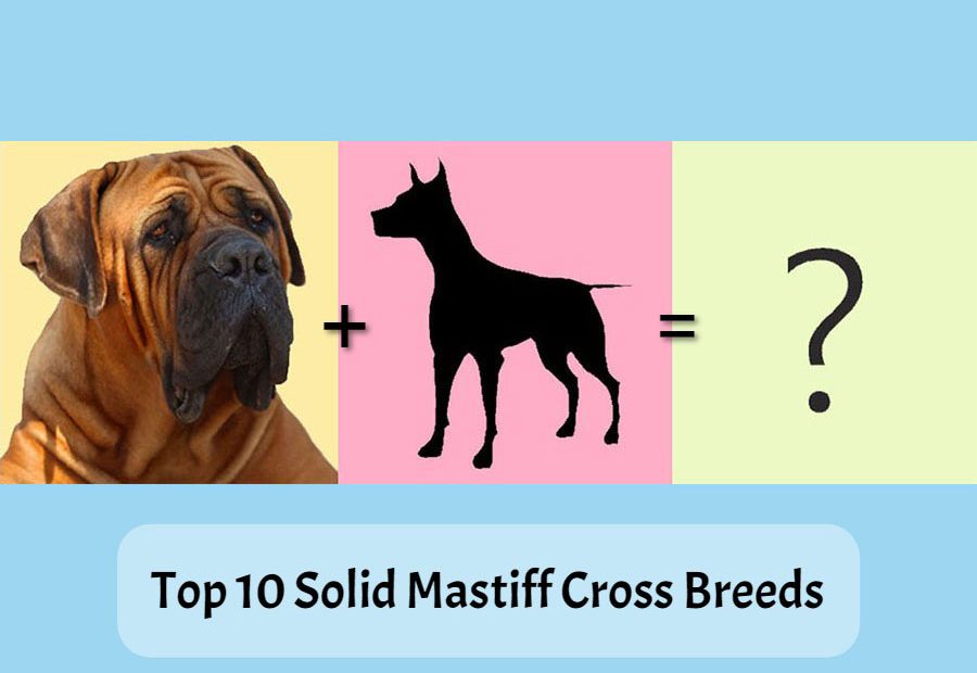 Mastiff-Cross-Breeds