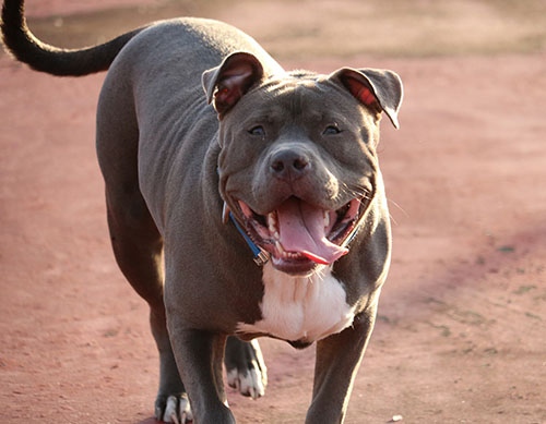 bull-dog