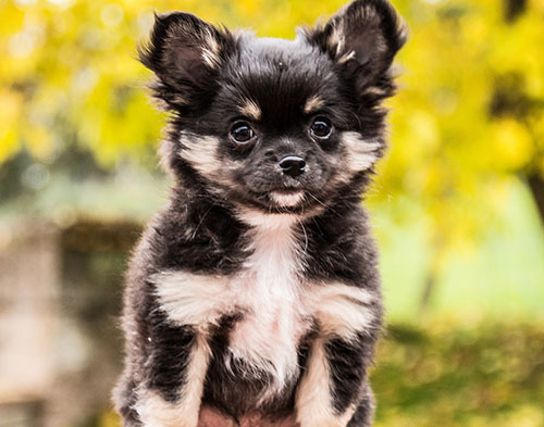 chihuahua-black-and-white