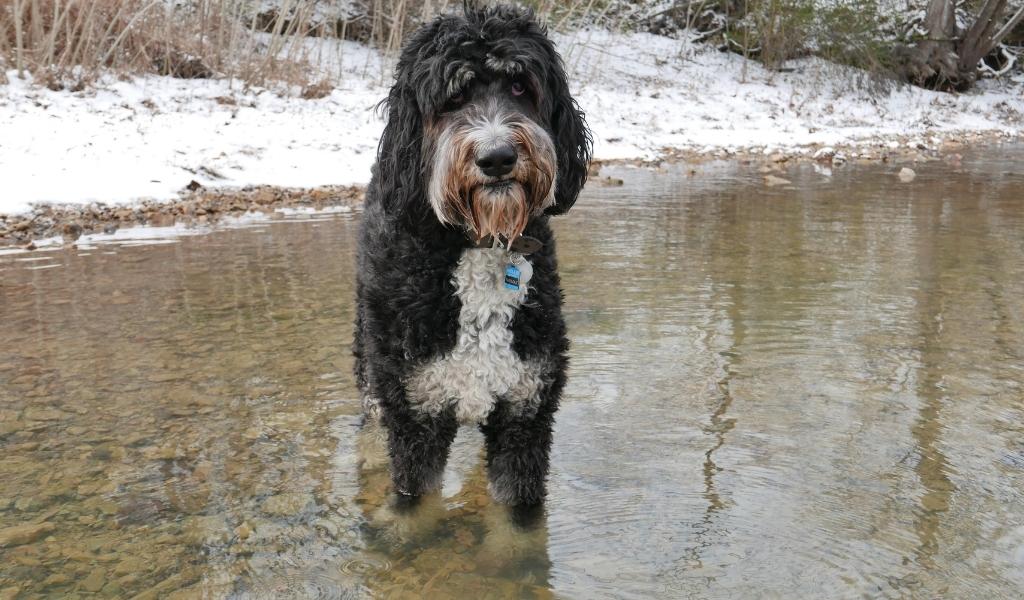 Bernedoodle-2