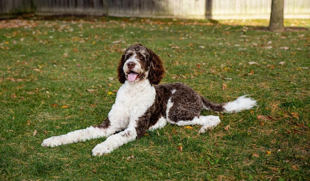 Bernedoodle-3