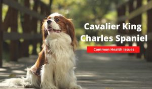 Cavalier King Charles Spaniel Breed