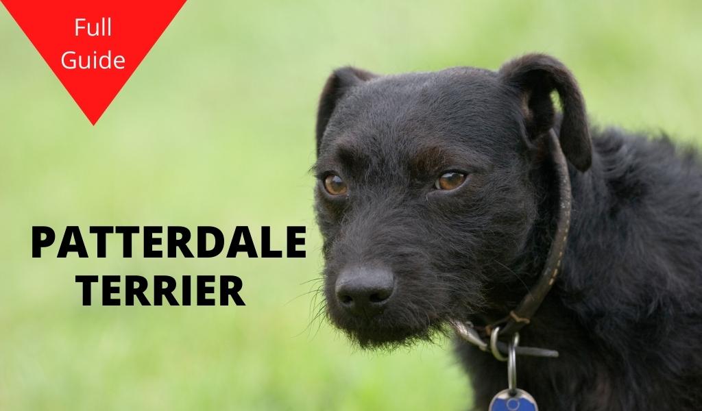 Guide To Patterdale Terrier Breed