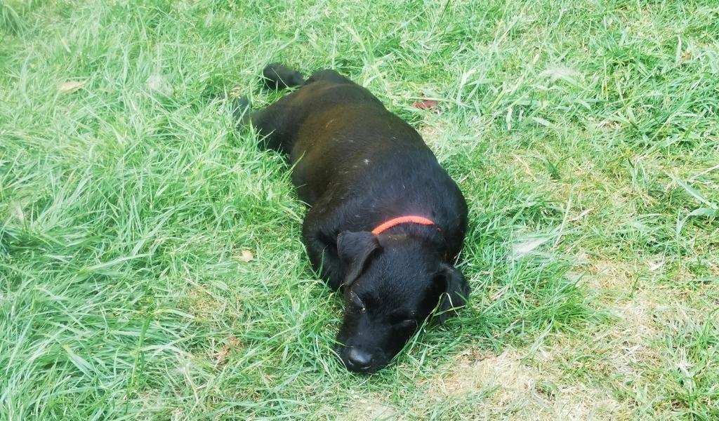 Patterdale Terrier-1
