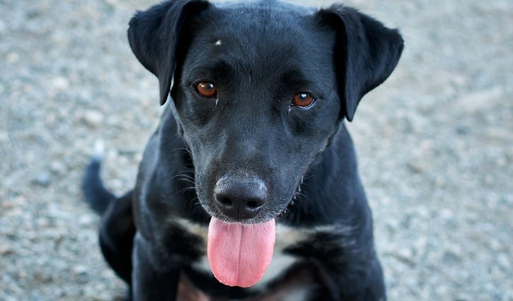 Patterdale Terrier-2