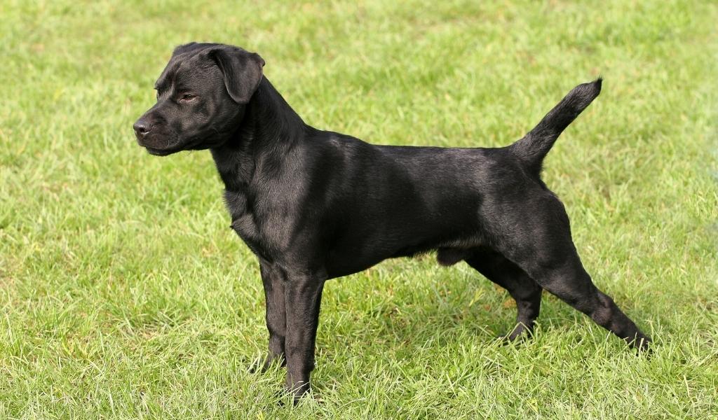 Patterdale Terrier-3