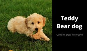 Teddy Bear dog