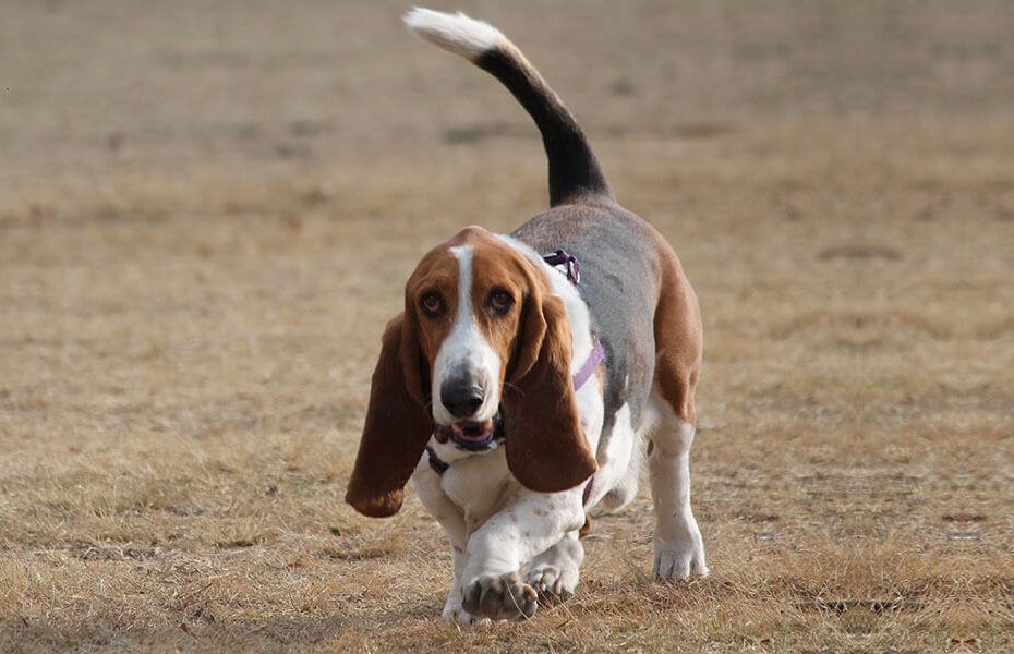 basset hound dog