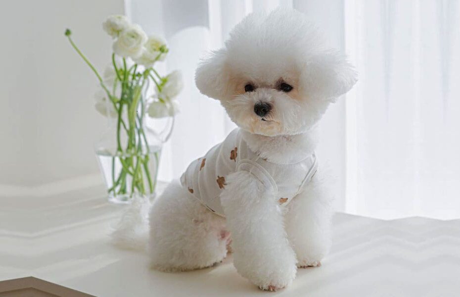 Bichon Frise