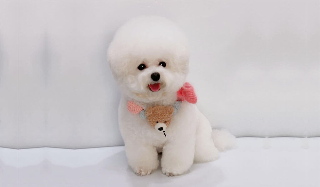 Bichon Frise puppy