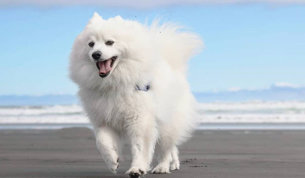 japanese spitz dog