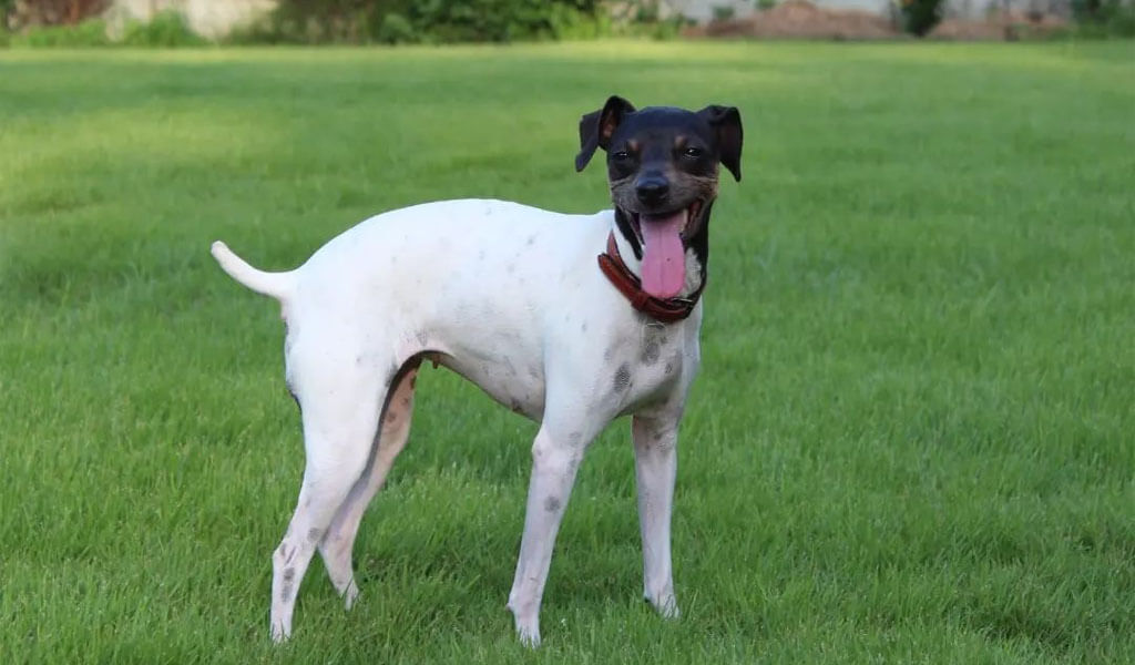 japanese terrier