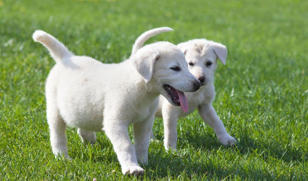 Akbash breed puppies