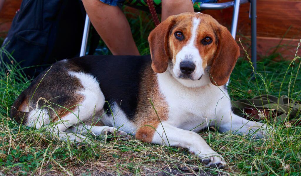 American Foxhound breed