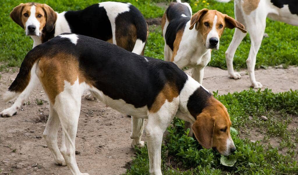 American Foxhound dog breed